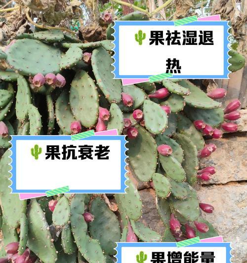 树状花仙人掌的种植步骤有哪些？