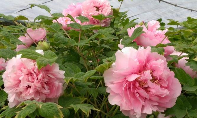 牡丹花催化后如何进行养护？