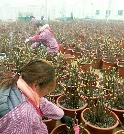 牡丹花催化后如何进行养护？