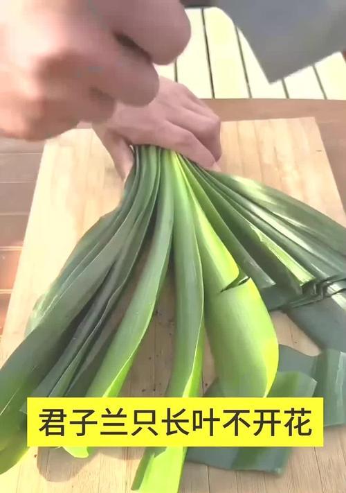 君子兰叶子怎样才能变得整齐？有哪些技巧？