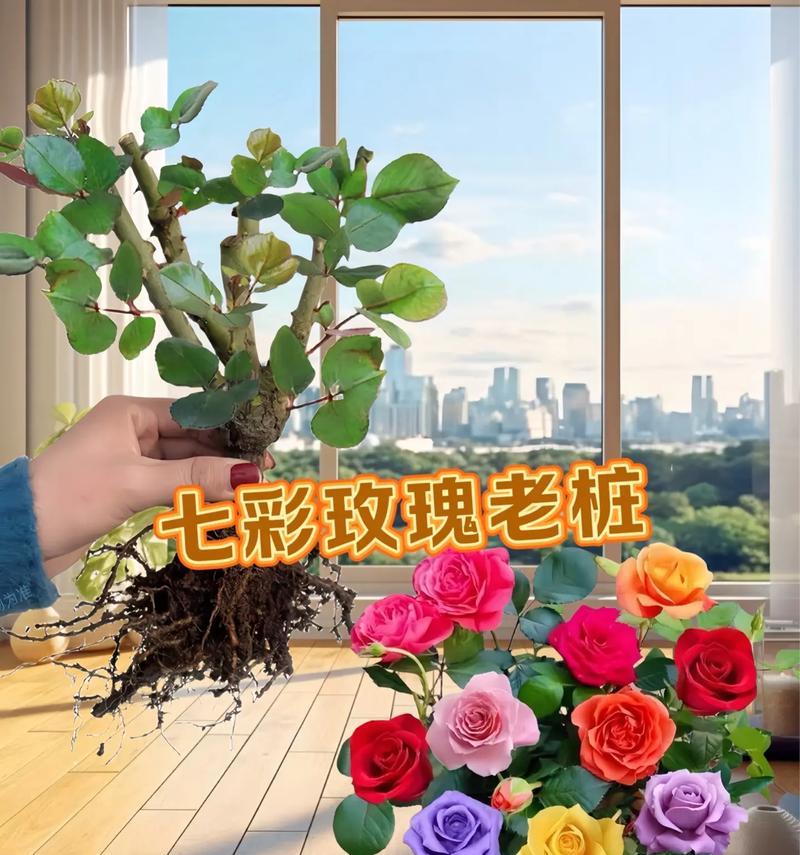 路边盆景玫瑰花养护需要注意什么？