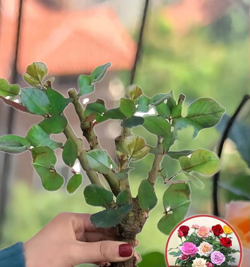 路边盆景玫瑰花养护需要注意什么？