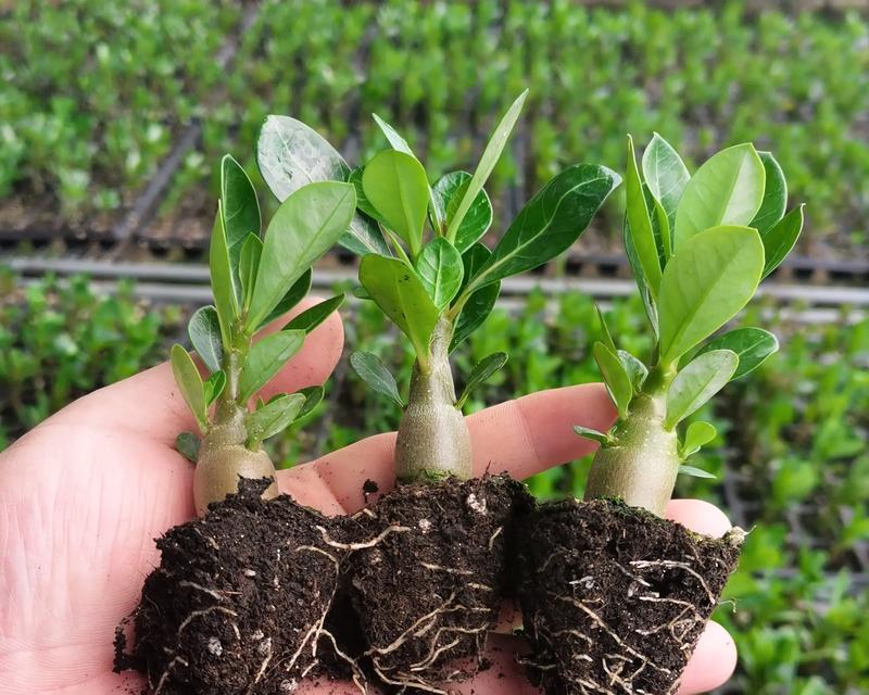 路边盆景玫瑰花养护需要注意什么？