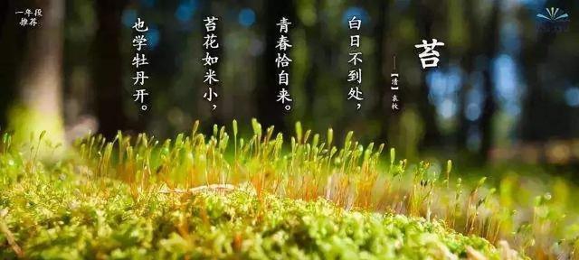 小青苔和牡丹花有何不同？