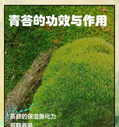 小青苔和牡丹花有何不同？