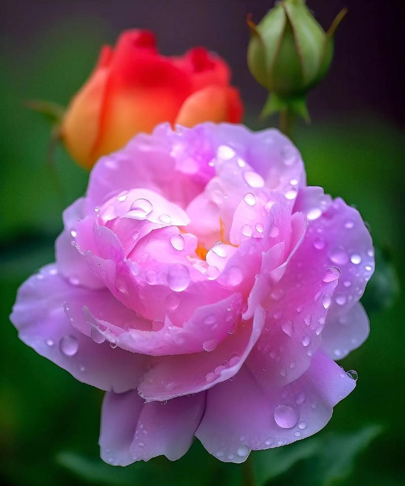 牡丹花插杯的正确步骤是什么？