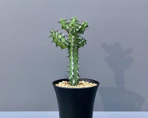 银麒麟仙人掌的养殖方法有哪些？