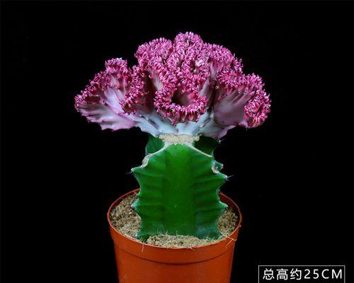 银麒麟仙人掌的养殖方法有哪些？