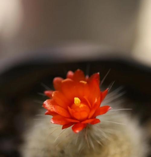 仙人掌非花植物如何养护才能开花？