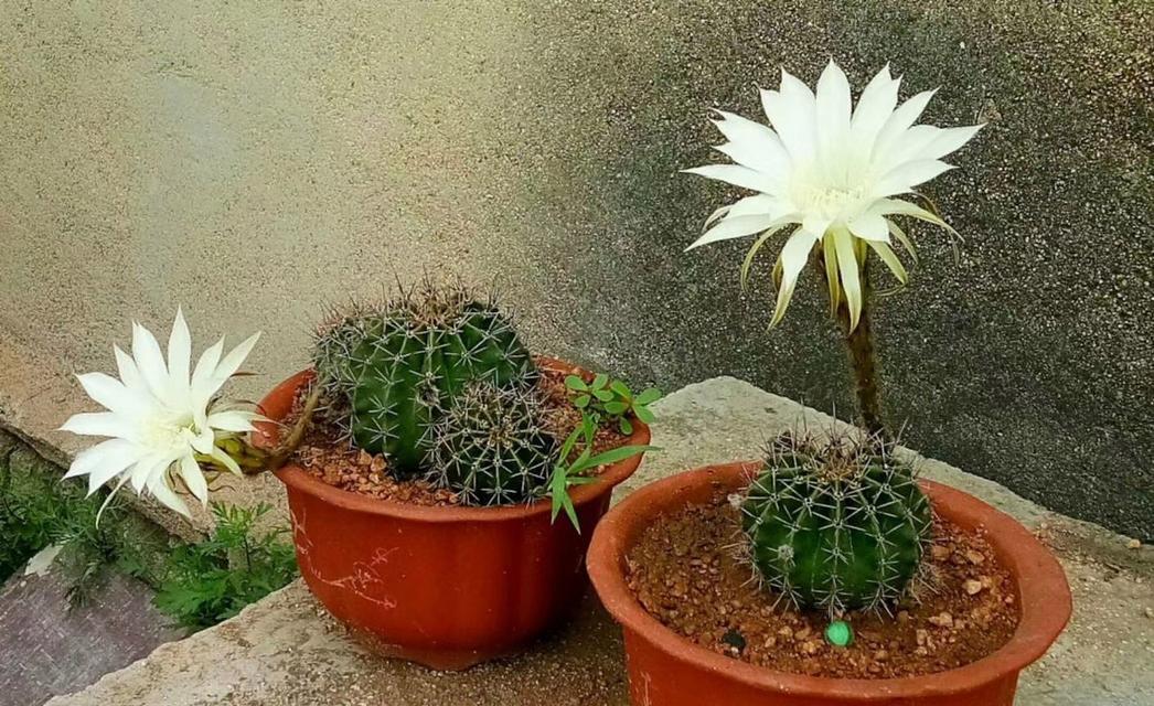 为什么推荐仙人球植物？