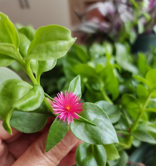 牡丹花出芽时需要掐叶吗？应该怎么办？