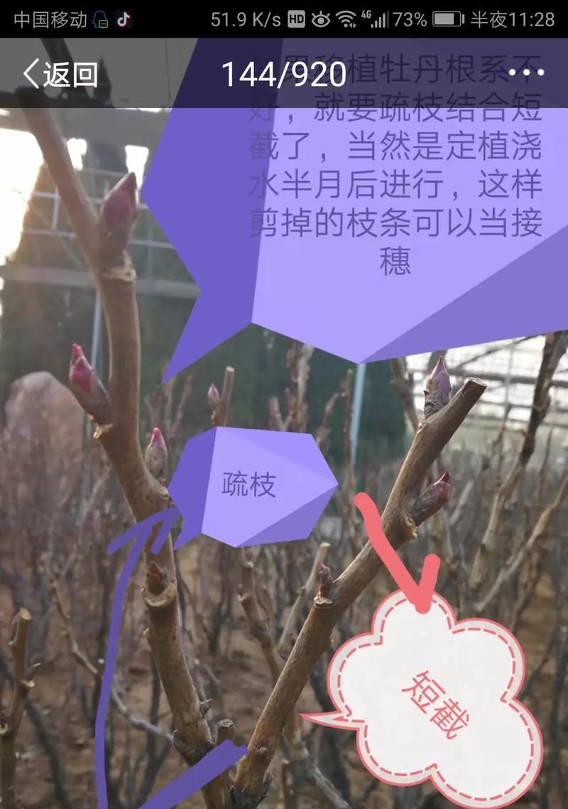牡丹花出芽时需要掐叶吗？应该怎么办？