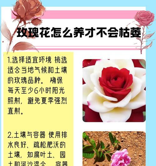 玫瑰花枯萎的常见原因有哪些？