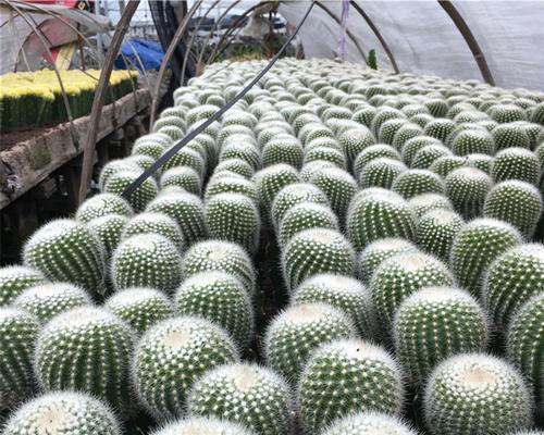 白小丁仙人球怎么开花的？白小丁仙人球的开花方法是什么？