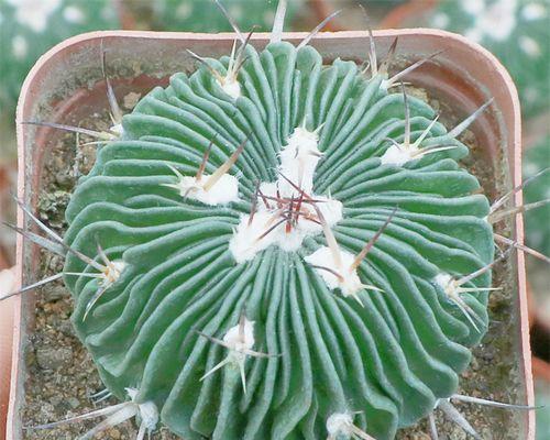 白小丁仙人球怎么开花的？白小丁仙人球的开花方法是什么？