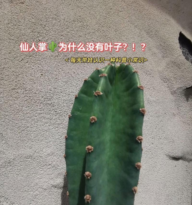 仙人掌叶子不直是什么原因？