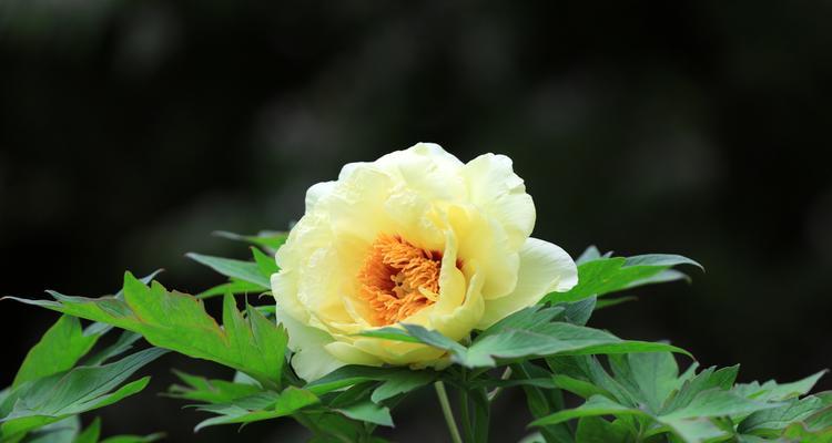 如何修剪牡丹花使其更漂亮？