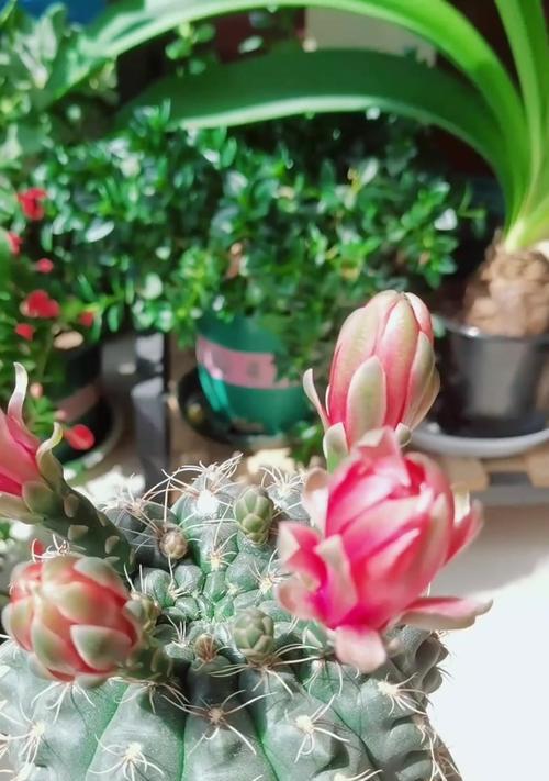 小猴子仙人球开花的养护秘诀是什么？