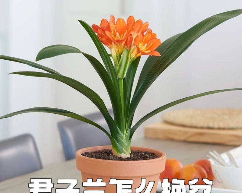 君子兰专用土的栽培类型有哪些？如何选择合适的土壤？