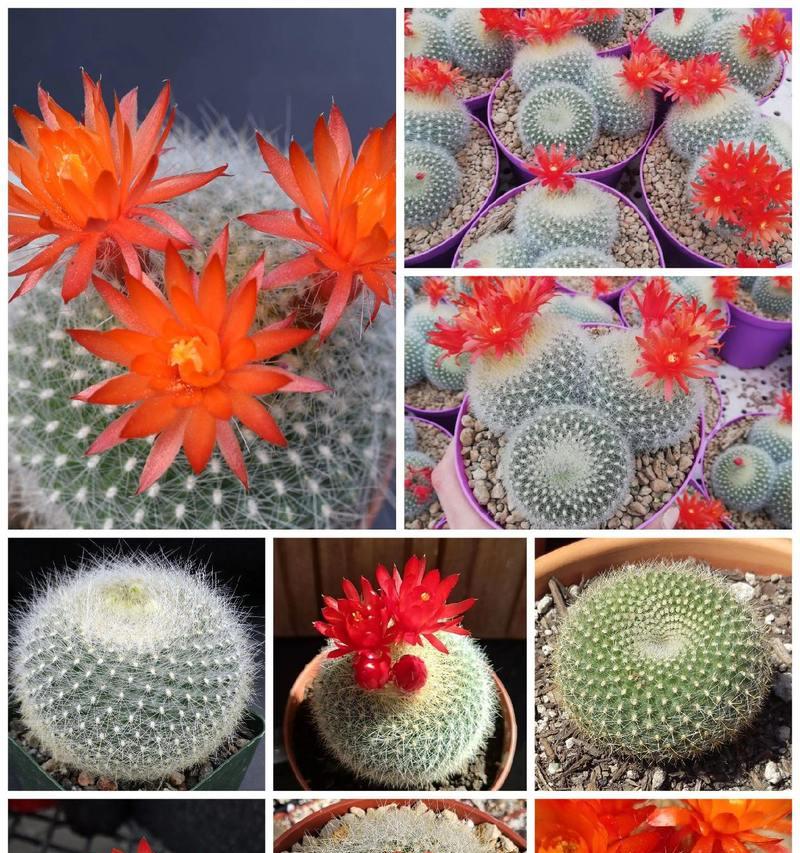 如何种植出球状的仙人掌？有哪些技巧和步骤？
