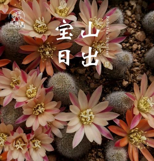 如何种植出球状的仙人掌？有哪些技巧和步骤？