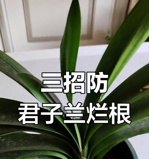 君子兰多久浇一次水？如何判断浇水时机？