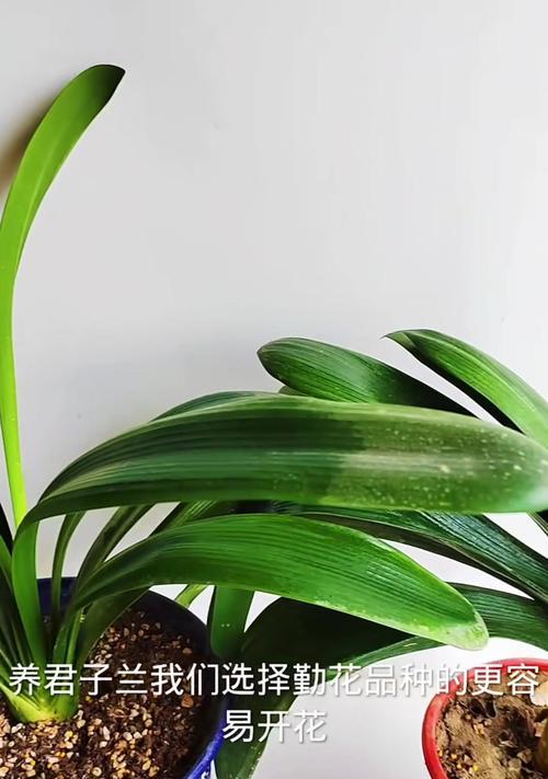 君子兰苗绿植养护需要注意什么？如何管理才能长得更好？