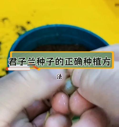 君子兰种子发黄的可能原因是什么？如何预防和处理？
