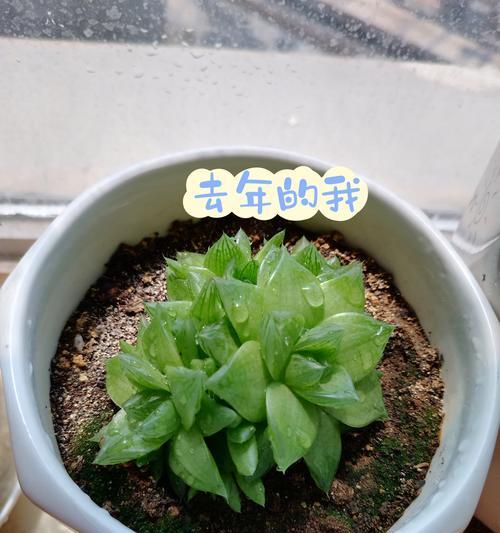 怎样快速养殖仙人掌？有哪些秘诀？