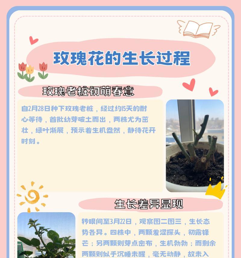 玫瑰花扦插的正确步骤是什么？扦插后如何提高成活率？