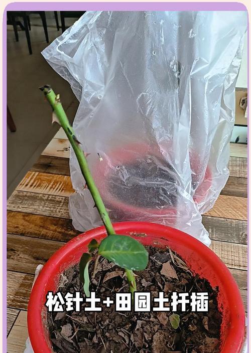 玫瑰花扦插的正确步骤是什么？扦插后如何提高成活率？