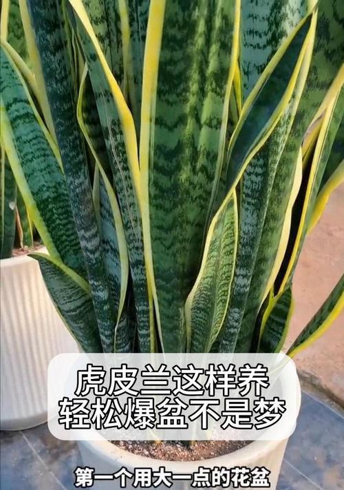 君子兰至尊虎头的养护要点有哪些？