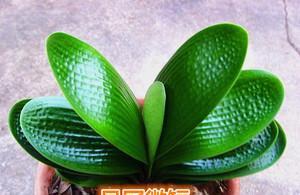 君子兰至尊虎头的养护要点有哪些？