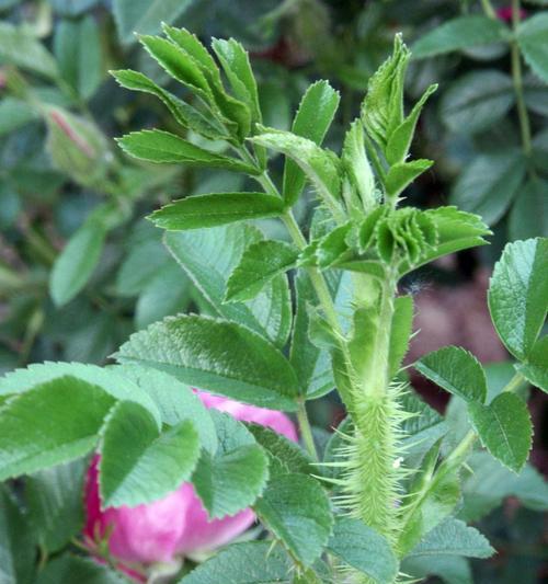 麦莉用的玫瑰花品种是什么？这种玫瑰花有什么特点？