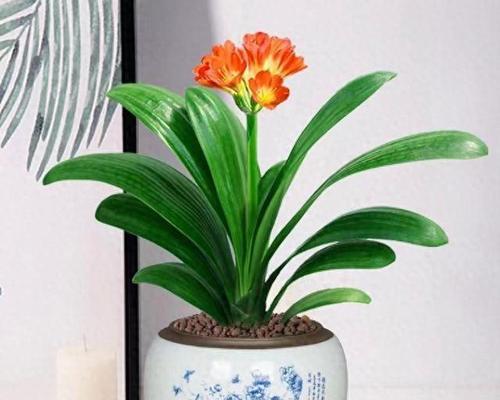 室内竹子君子兰的养殖方法是什么？