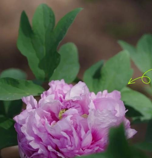 11月份牡丹花发芽吗？如何正确养护？