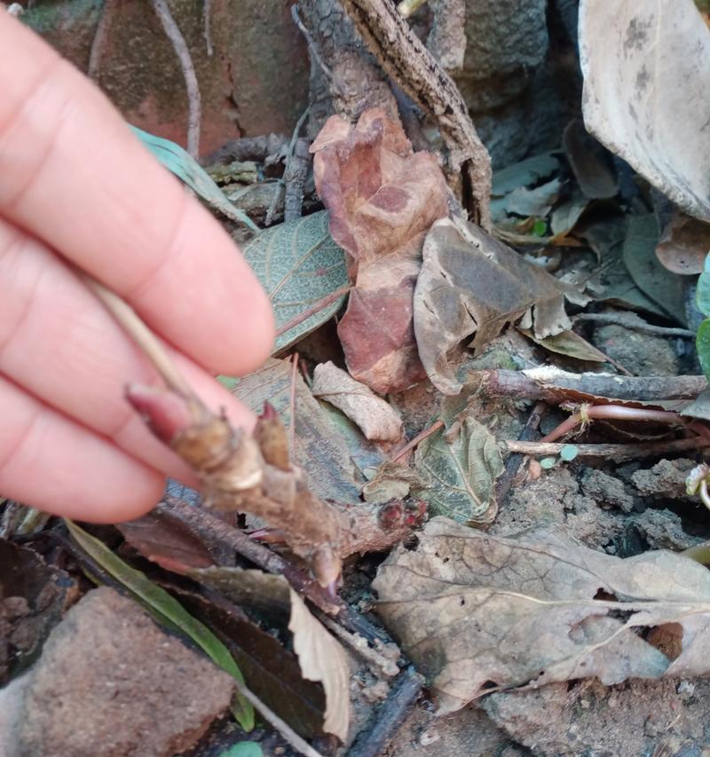 11月份牡丹花发芽吗？如何正确养护？