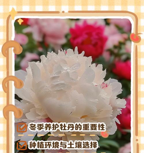 11月份牡丹花发芽吗？如何正确养护？
