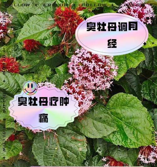 牡丹花移栽后叶子干枯的解决办法是什么？