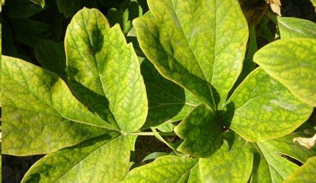 牡丹花移栽后叶子干枯的解决办法是什么？