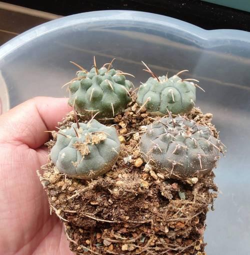 仙人球移植盆栽的最佳时机和方法是什么？