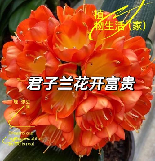 君子兰使用黄金肥的正确方法是什么？