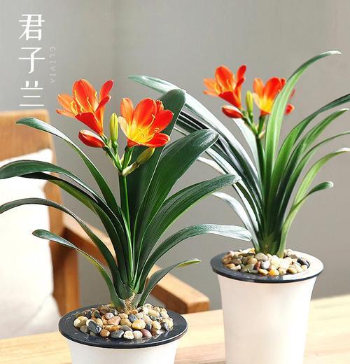 君子兰能在高温下服盆吗？高温环境下君子兰的养护技巧是什么？