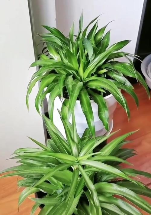 君子兰养了几年没开花什么意思？可能的原因有哪些？