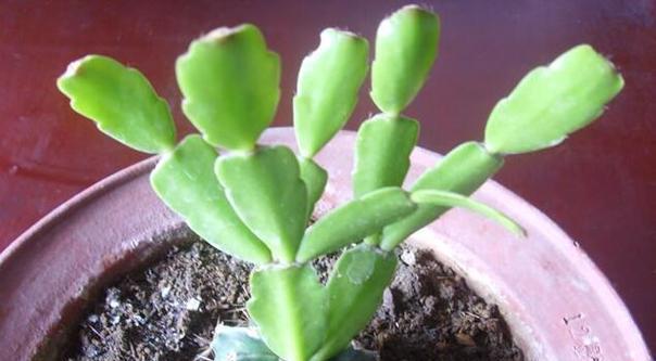 虎刺仙人球的种植条件有哪些？如何满足这些条件？