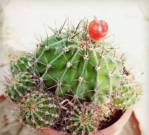 虎刺仙人球的种植条件有哪些？如何满足这些条件？