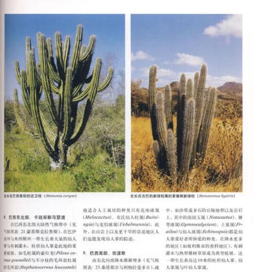 剪的仙人掌如何栽培才能保持美观？有哪些栽培技巧可以分享？