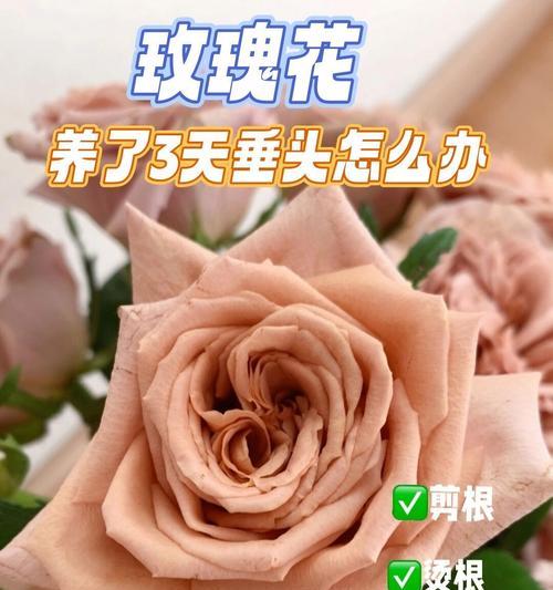 为什么玫瑰花根不发芽不枯萎？原因是什么？