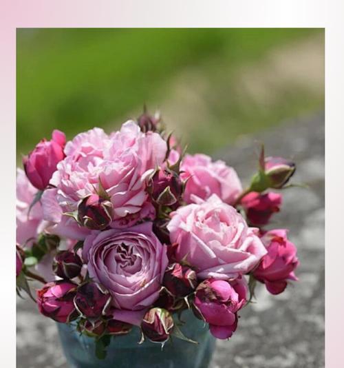 为什么玫瑰花根不发芽不枯萎？原因是什么？