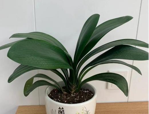 君子兰发芽后多久长出新叶子？